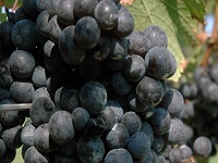 chamard-vineyards-wineries-ct