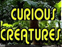curious-creatures-kids-animal-entertainment-ct
